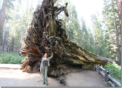 Omgevallen Sequoia - Yosemite en Vicky