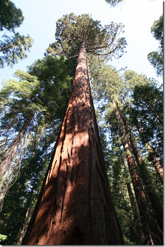 Sequoia