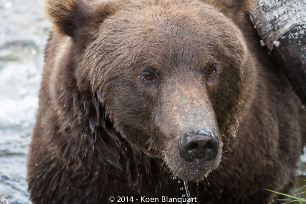 Brown Bear