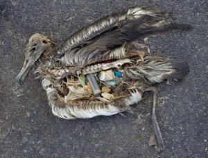 This albatros died with his stomach filled with plastic. (image: Chris Jordan)