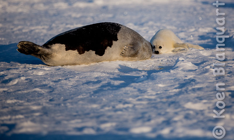A harp seals and its pup on the ice in the Gulf of Saint Lawrence (Photo: Koen Blanquart, 2015)