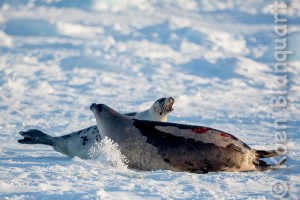 Two harp seals fighting on the ice in the Gulf of Saint Lawrence (Photo: Koen Blanquart, 2015)