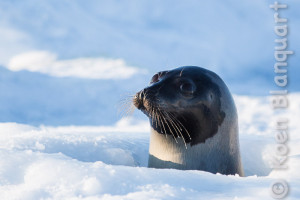 A harp seal emerging out of the ice cold water, looking after its pups in the Gulf of Saint Lawrence (Photo: Koen Blanquart, 2015)