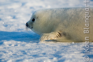 A harp seal pup on the ice in the Gulf of Saint Lawrence (Photo: Koen Blanquart, 2015)
