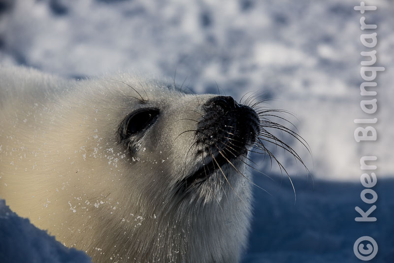 A harp seal pup on the ice in the Gulf of Saint Lawrence (Photo: Koen Blanquart, 2015)