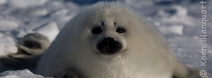 A harp seal pup on the ice in the Gulf of Saint Lawrence (Photo: Koen Blanquart, 2015)