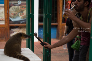 Ignorance is bliss, this tourist thinks when approaching the Cuati in Iguazu Falls